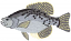 C1: Dk. Gray
C2: Lt. Yellow
C3: Gray
C4: Lt. Gray
C5: Lt. Yellow
C6: Dk. Gray
C7: Black