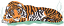 C1: Green
C2: Orange
C3: White
C4: Gray
C5: Black