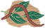 C1: Lt. Brown
C2: Green
C3: Lt. Green
C4: Dk. Flesh
C5: Brown
