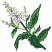 C1: Leaves & Stems---Lime(Isacord 40 #1176)&#13;&#10;C2: Leaf & Stem Highlights---Kiwi(Isacord 40 #1104)&#13;&#10;C3: Leaf & Stem Outlines---Evergreen(Isacord 40 #1208)&#13;&#10;C4: Blossoms---Muslin(Isacord 40 #1082)&#13;&#10;C5: Blossom Outlines & Detai