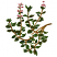 C1: Flowers---Mauve(Isacord 40 #1119)
C2: Light Flowers---Impatience(Isacord 40 #1111)
C3: Leaves---Moss Green(Isacord 40 #1176)
C4: Leaf Shading---Backyard Green(Isacord 40 #1175)
C5: Leaves---Grasshopper(Isacord 40 #1
