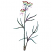C1: Stems---Swiss Ivy(Isacord 40 #1079)
C2: Stem & Leaf Shading---Grasshopper(Isacord 40 #1176)
C3: Stem Highlights---Lemon Frost(Isacord 40 #1022)
C4: Flowers & Leaf Shading---Lavender(Isacord 40 #1193)
C5: Flower---Sp