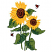 C1: Light On Leaves & Stems---Lima Bean(Isacord 40 #1177)
C2: Dark Shading Leaves---Evergreen(Isacord 40 #1208)
C3: Center Of Flowers---Rust(Isacord 40 #1058)
C4: Petals---Papaya(Isacord 40 #1024)
C5: Lady Bugs---Poppy(