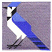 C1: Background---Cobblestone(Isacord 40 #1219)&#13;&#10;C2: Wings & Tail---Nordic Blue(Isacord 40 #1076)&#13;&#10;C3: Crest & Shoulders---Laguna(Isacord 40 #1143)&#13;&#10;C4: Face & Front---Muslin(Isacord 40 #1082)&#13;&#10;C5: Feet, Markings, Bill & Eye