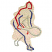 C1: Background---Gold Metallic(Yenmet/ Isamet #7005)
C2: Head  & Right Arm---Poinsettia(Isacord 40 #1147)
C3: Top  Arms & Right Leg---Nordic Blue(Isacord 40 #1076)
C4: Left  Side & Racquet---Smoke(Isacord 40 #1219)