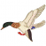 C1: Beak---Toffee(Isacord 40 #1126)
C2: Feet---Spice(Isacord 40 #1181)
C3: Body Fill---Muslin(Isacord 40 #1082)
C4: Tail Feathers---Blue Ribbon(Isacord 40 #1535)
C5: Head---Swiss Ivy(Isacord 40 #1079)
C6: Head