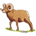 C1: Nose & Tail---Muslin(Isacord 40 #1082)
C2: Dark Shade---Mahogany(Isacord 40 #1215)
C3: Horns---Twine(Isacord 40 #1017)
C4: Shade---Pine Bark(Isacord 40 #1170)
C5: Fur---Pecan(Isacord 40 #1128)
C6: Grass---K