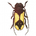 C1: Shell---Daffodil(Isacord 40 #1135)
C2: Shell Highlights---Lemon Frost(Isacord 40 #1022)
C3: Shell Shadow---Champagne(Isacord 40 #1070)
C4: Legs, Antennae & Head---Black(Isacord 40 #1234)
C5: Highlights---Leadville(I