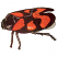 C1: Wings---Sterling(Isacord 40 #1011)
C2: Shell Markings---Tangerine(Isacord 40 #1078)
C3: Shadowing---Date(Isacord 40 #1216)
C4: Fill---Black(Isacord 40 #1234)
C5: Highlight---Steel(Isacord 40 #1166)
C6: High