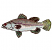 C1: Fins---Jalapeno(Isacord 40 #1104)&#13;&#10;C2: Fins---Sterling(Isacord 40 #1011)&#13;&#10;C3: Fin Shade---Baccarat Green(Isacord 40 #1046)&#13;&#10;C4: Body---White(Isacord 40 #1002)&#13;&#10;C5: Bottom Shade---River Mist(Isacord 40 #1248)&#13;&#10;C6