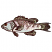 C1: Fish---White(Isacord 40 #1002)
C2: Shading---Oxford(Isacord 40 #1222)
C3: Top Shading---Lavender(Isacord 40 #1193)
C4: Shadows---Whale(Isacord 40 #1041)
C5: Eye---Sisal(Isacord 40 #1055)
C6: Highlights---Pe