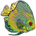 C1: Fish---Seaweed(Isacord 40 #1209)
C2: Tail Fins---Pearl / Iridescent(Yenmet/ Isamet #7021)
C3: Light Shading---Canary(Isacord 40 #1124)
C4: Medium Shading---Trellis Green(Isacord 40 #1503)
C5: Front Spots---Blueberry