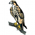 C1: Talon & Legs---Citrus(Isacord 40 #1187)&#13;&#10;C2: Chest Feathers---White(Isacord 40 #1002)&#13;&#10;C3: Beak---Cobblestone(Isacord 40 #1219)&#13;&#10;C4: Branch---Dolphin(Isacord 40 #1219)&#13;&#10;C5: Feathers---Meringue(Isacord 40 #1017)&#13;&#10