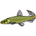 C1: Body---Erin Green(Isacord 40 #1510)
C2: Light Shading---White(Isacord 40 #1002)
C3: Highlights---Papaya(Isacord 40 #1024)
C4: Fins---Pearl / Iridescent(Yenmet/ Isamet #7021)
C5: Eye Rim---Limedrop - neon(Isacord 40