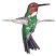 C1: Wings Front Body---White(Isacord 40 #1002)
C2: Back & Stomach Accents---Green Metallic(Yenmet/ Isamet #7018)
C3: Head---Red Metallic(Yenmet/ Isamet #7014)
C4: Shade & Tail---Evergreen(Isacord 40 #1208)
C5: Wing Acce