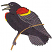 C1: Beak---Stone(Isacord 40 #1180)
C2: Bird---Charcoal(Isacord 40 #1234)
C3: Wing & Tail---Whale(Isacord 40 #1041)
C4: Branch---Pecan(Isacord 40 #1128)
C5: Shading---Black(Isacord 40 #1234)
C6: Cap---Poinsettia