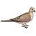 C1: Feet---Tea Rose(Isacord 40 #1015)&#13;&#10;C2: Breast---Shrimp Pink(Isacord 40 #1017)&#13;&#10;C3: Wings---Fawn(Isacord 40 #1128)&#13;&#10;C4: Shade---Pecan(Isacord 40 #1128)&#13;&#10;C5: Shade---Violet(Isacord 40 #1031)&#13;&#10;C6: Shade & Bill---St