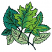C1: Leaves---Jalapeno(Isacord 40 #1104)&#13;&#10;C2: Leaf Shading---Pear(Isacord 40 #1049)&#13;&#10;C3: Leaves & Leaf Shading---Erin Green(Isacord 40 #1510)&#13;&#10;C4: Leaves & Leaf Shading---Swiss Ivy(Isacord 40 #1079)&#13;&#10;C5: Leaf Shading---Lime(
