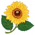 C1: Flower Underlay---Daisy(Isacord 40 #1187)&#13;&#10;C2: Leaves---Lime(Isacord 40 #1176)&#13;&#10;C3: Leaves Outlines---Bright Green(Isacord 40 #1232)&#13;&#10;C4: Veins---Lima Bean(Isacord 40 #1177)&#13;&#10;C5: Petals---Daisy(Isacord 40 #1187)&#13;&#1