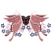 C1: Stems & Leaves---Impatience(Isacord 40 #1111)
C2: Flowers---Violet(Isacord 40 #1031)
C3: Hearts---Claret(Isacord 40 #1190)
C4: Butterfly Back Wings---Mauve(Isacord 40 #1119)
C5: Butterfly Wings---Dusty Mauve(Isacord