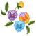 C1: Left Flower & Right Petals---Lavender(Isacord 40 #1193)
C2: Left Flower & Right Petal Shading---Wild Iris(Isacord 40 #1032)
C3: Left Flower Shading---Orchid(Isacord 40 #1255)
C4: Right & Top Flower---Buttercup(Isacord 40 #11