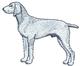 Weimaraner