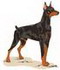 Lg. Doberman