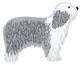 Bearded Collie