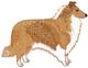 Rough Collie