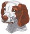 Brittany Spaniel