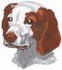 Brittany Spaniel