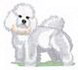 Bichon Frise