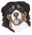 Bernese Mountain Dog