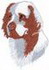 Clumber Spaniel