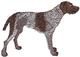 German Wirehair Pointer