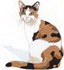 Calico Cat