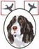 Springer Spaniel