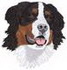 Bernese Mountain Dog