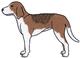 American Foxhound