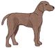 Weimaraner