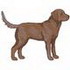 Chesapeake Bay Retriever