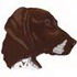 German Shorthaired Pointer