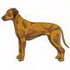 Rhodesian Ridgeback