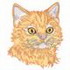 Selkirk Rex