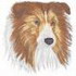 Shetland Sheepdog