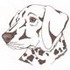 German Shorthair