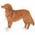 Nova Scotia Duck Toller