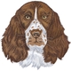 English Springer Spaniel