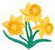 Daffodil