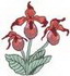 Lady Slipper